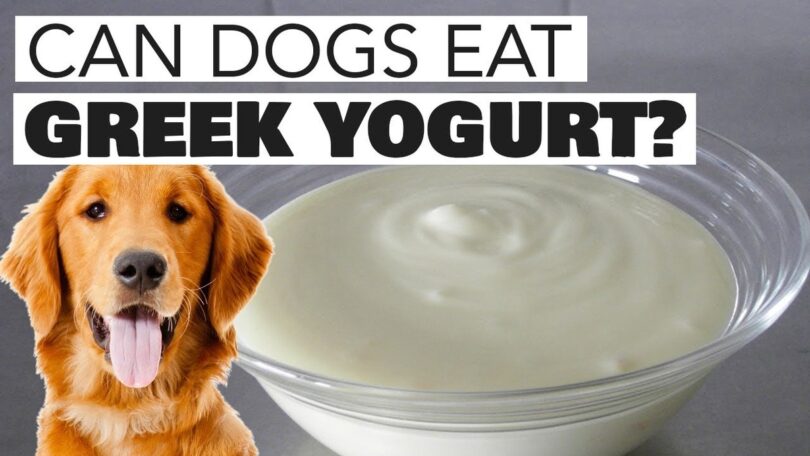 Understanding Yogurt's Role in Your Dog's Diet